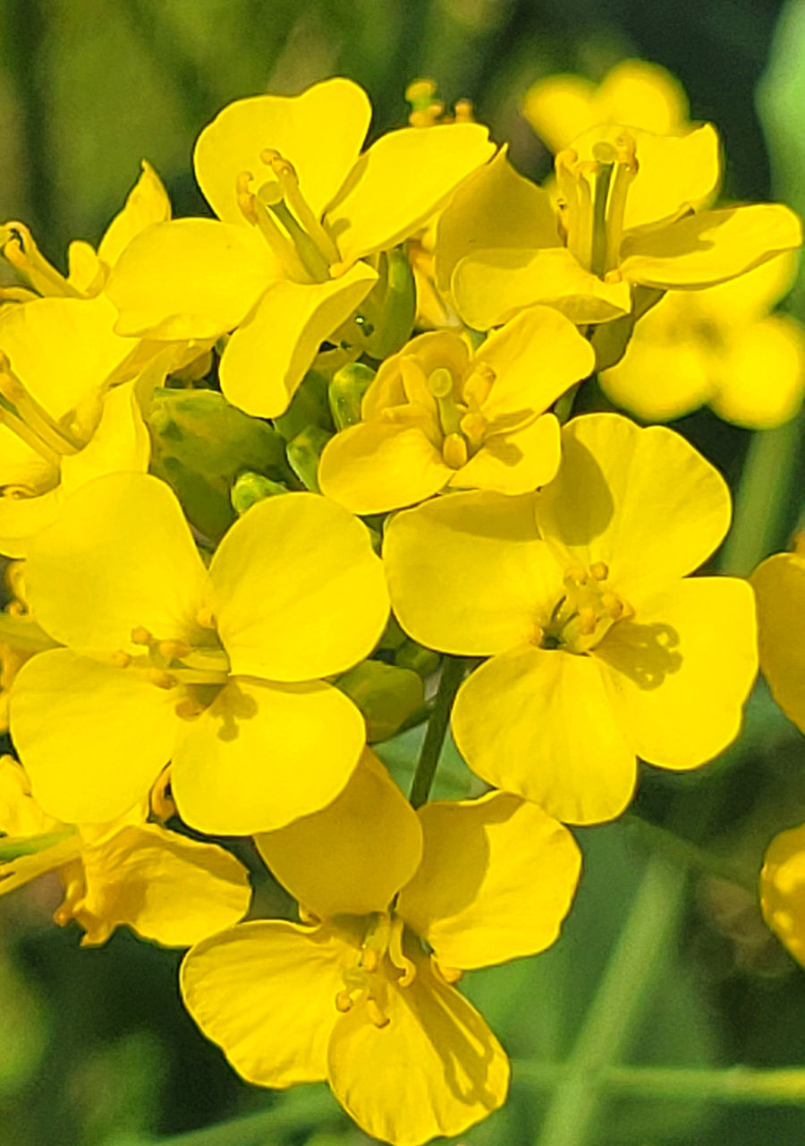 flower, flowering plant, yellow, plant, freshness, beauty in nature, fragility, petal, flower head, close-up, inflorescence, growth, rapeseed, nature, springtime, no people, vibrant color, wildflower, blossom, focus on foreground, outdoors, mustard, day