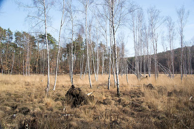 Panoramic shot of bare trees on field against sky