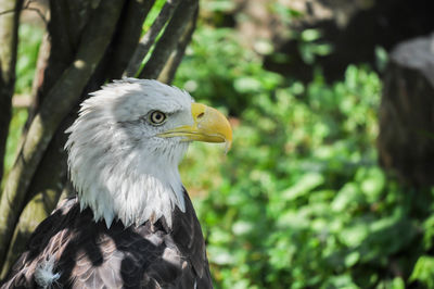 Bald eagle closeup