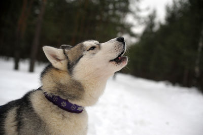 Close-up of a dog on snow