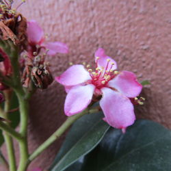 Close-up of pink flowers