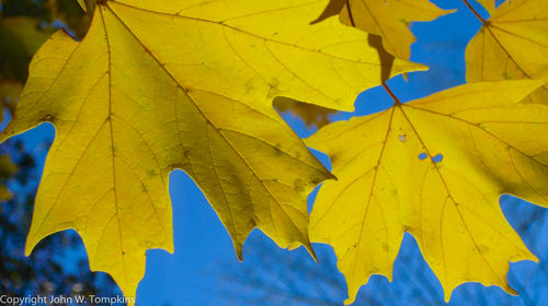 Close-up of yellow maple leaves