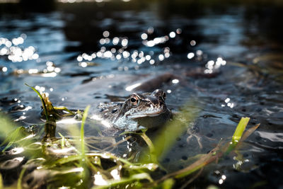 Close-up of frog swimming in lake