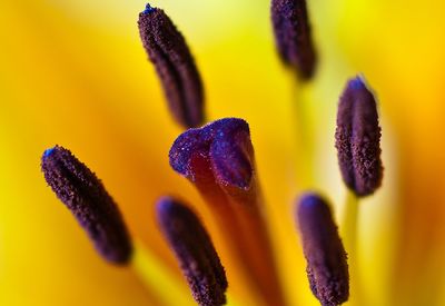 Close-up of yellow crocus blooming outdoors