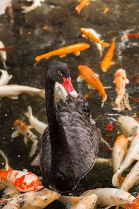 Swans swimming in lake