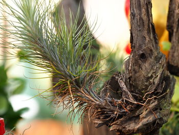 Close-up of tree trunk