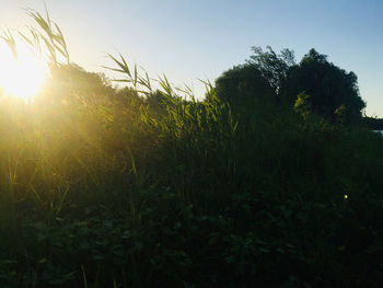 Trees and plants growing on field against sky during sunset