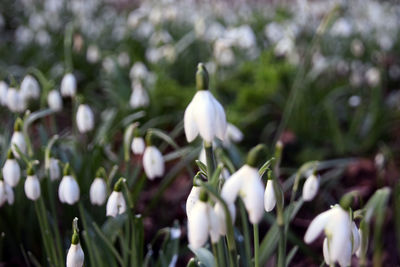 Snowdrops blooming in field