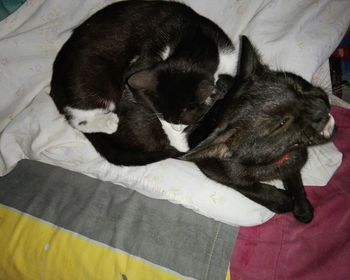 High angle view of dog sleeping on bed