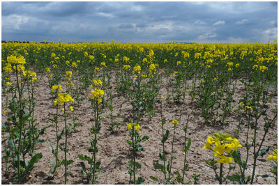 Yellow flowers growing on field against sky