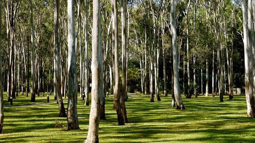 Trees in forest