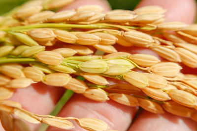 Close-up of hand holding corn