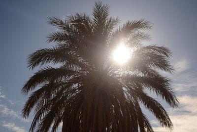 Low angle view of palm tree against sky