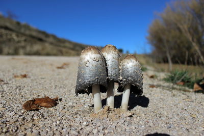 Close-up of mushroom on field against clear sky