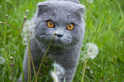 Portrait of cat on grass