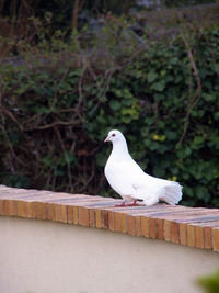 Close-up of seagull perching on railing