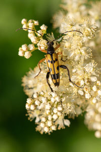 Macro shot of a spotted longhorn  beetle feeding on the pollen of meadowsweet flowers