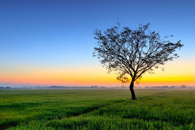 Tree on field against sky during sunset