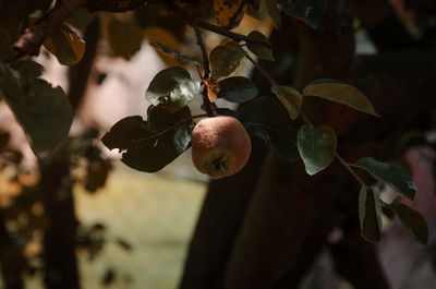 Close-up of fruits growing on tree