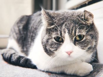 Close-up portrait of cat