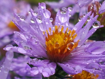 Close-up of wet purple flowers