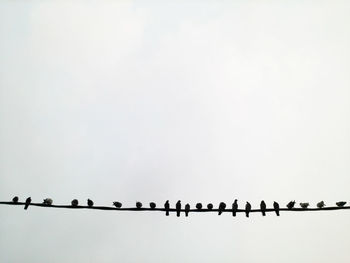 Low angle view of birds perching on cable against clear sky