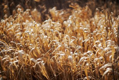 Close-up of wheat growing in field