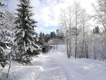 Snow covered plants and trees against sky