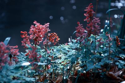 Close-up of flowering plants