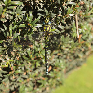 Close-up of insect on plant