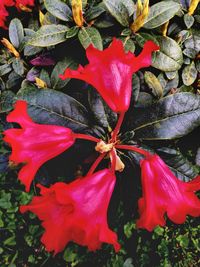 Close-up of red flowering plant