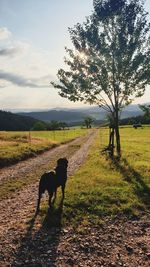 View of a dog on road