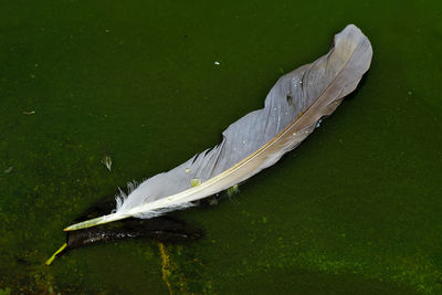 Close-up of feather floating on lake