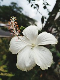 Close-up of white hibiscus flower