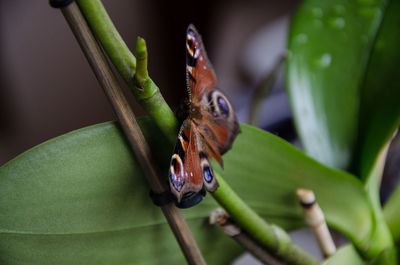 Close-up of insect on leaf