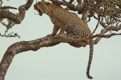 View of leopard sitting on tree branch