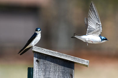 Seagull flying over wooden post