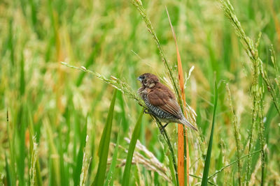 Close-up of bird perching on plant