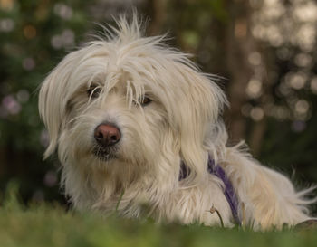 Close-up portrait of a dog