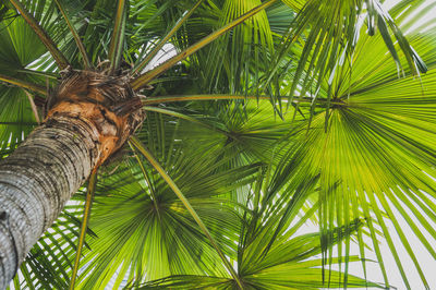 Low angle view of palm tree