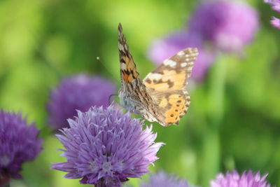 Butterfly on purple flower