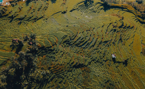 Beautiful terraced rice fields in indonesia