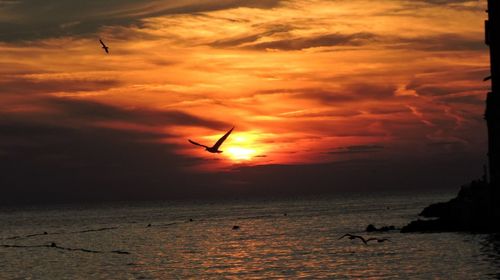 Silhouette bird flying over sea against sky during sunset