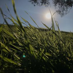 Close-up of wheat growing on field against sky