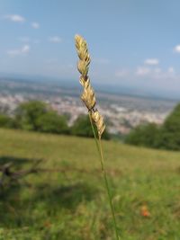 Close-up of wilted flower on field against sky