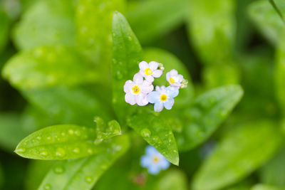 Close-up of flowering plant