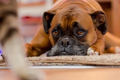 Boxer relaxing at home