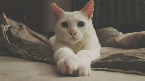 Close-up portrait of cat lying down