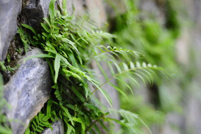 Close-up of fresh green plants