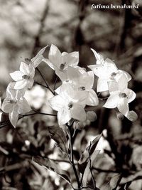 Close-up of flowers blooming on tree